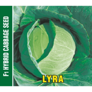 Shriram Lyra F1 Hybrid cabbage seeds