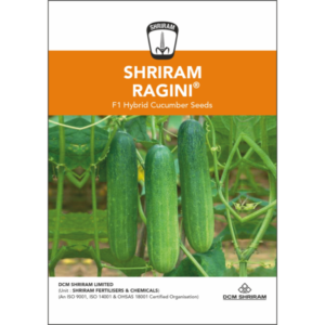 Shriram Ragini F1 Hybrid Cucumber Seeds