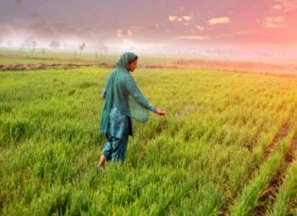 Stem Borer Insecticide