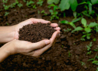 hand holding fertile soil for plant to growing in nature concept.