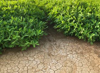 Drought-Resistant Crops