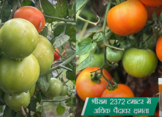 tomato success story