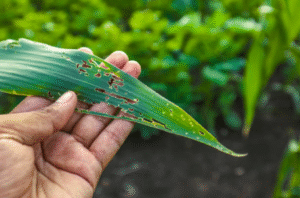 The Importance of Crop Protection Products in Safeguarding Your Farm