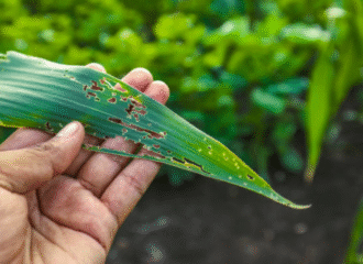 The Importance of Crop Protection Products in Safeguarding Your Farm
