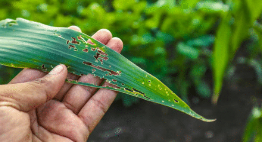 The Importance of Crop Protection Products in Safeguarding Your Farm