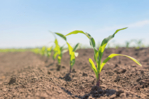 Soil Health and the Role of Specialty Nutrients in Crop Growth
