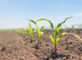Soil Health and the Role of Specialty Nutrients in Crop Growth