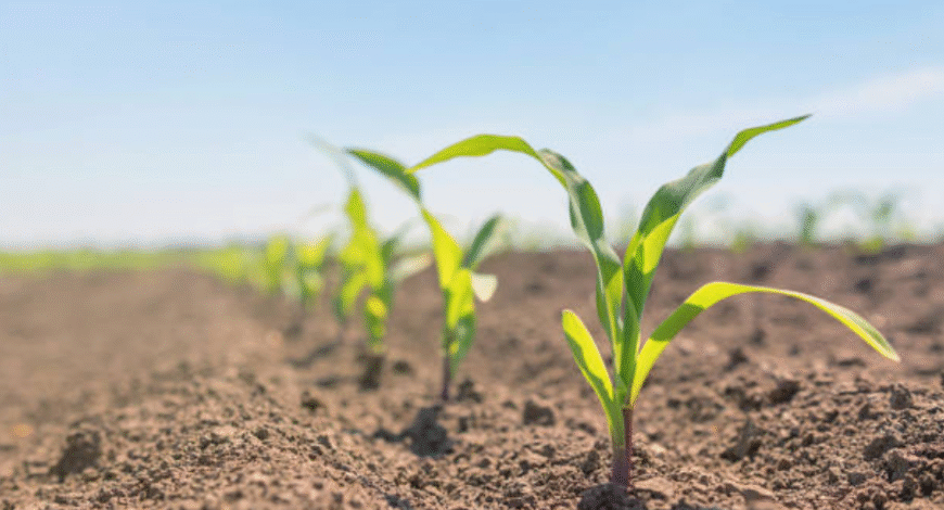 Soil Health and the Role of Specialty Nutrients in Crop Growth