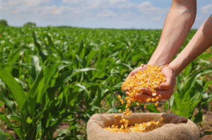Rajendra Meena's Success with Shriram 9701 Hybrid Maize Seed for Higher Yields