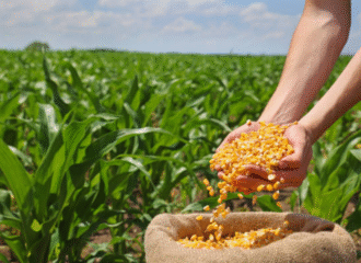 Rajendra Meena's Success with Shriram 9701 Hybrid Maize Seed for Higher Yields