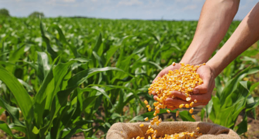 Rajendra Meena's Success with Shriram 9701 Hybrid Maize Seed for Higher Yields