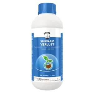 Shriram Verlust