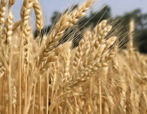 Best Wheat Varieties