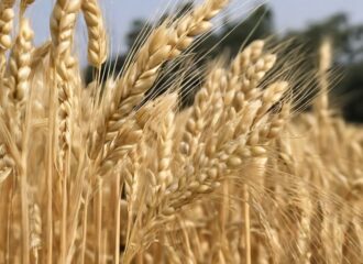 Best Wheat Varieties