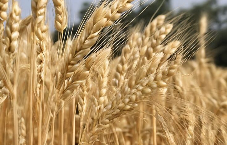 Best Wheat Varieties
