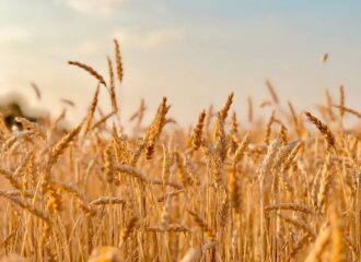 Shriram Super 5-SR-05” Wheat Seed