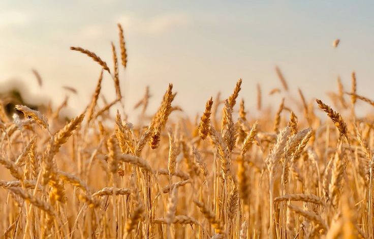 Shriram Super 5-SR-05” Wheat Seed