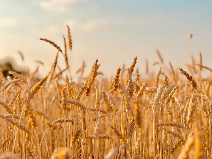 Shriram Super 5-SR-05” Wheat Seed