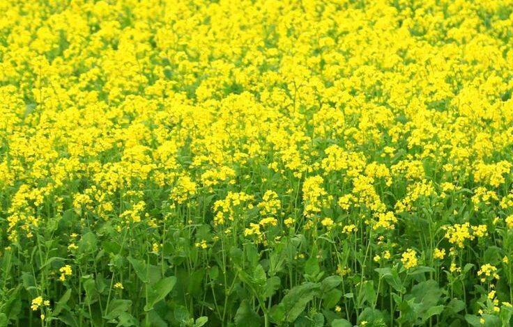 Shriram mustard seed