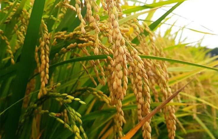Shriram wheat seed