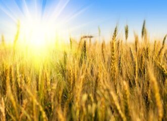 Wheat Yield from March Heatwaves