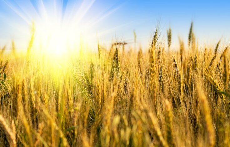 Wheat Yield from March Heatwaves