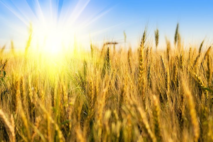 Wheat Yield from March Heatwaves