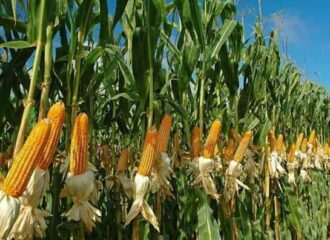 Maize Herbicide