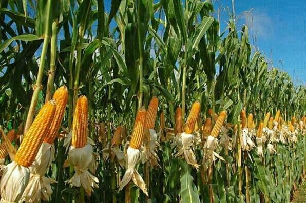 Maize Herbicide