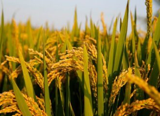 Paddy Varieties