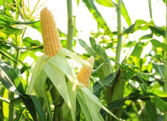 Maize Herbicide and Stem Borer Insecticide