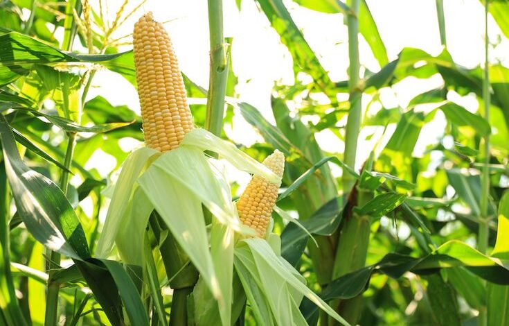 Maize Herbicide and Stem Borer Insecticide