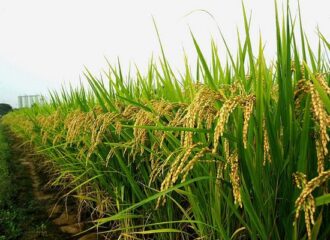 Hybrid Paddy Seeds