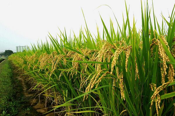 Shriram Farm Solutions | R&D based Agri-Input company