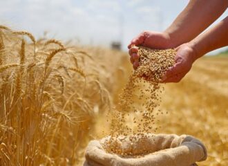 Herbicide for Wheat in India