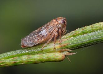 Common Brown Leafhopper