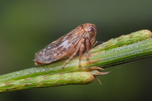 Common Brown Leafhopper