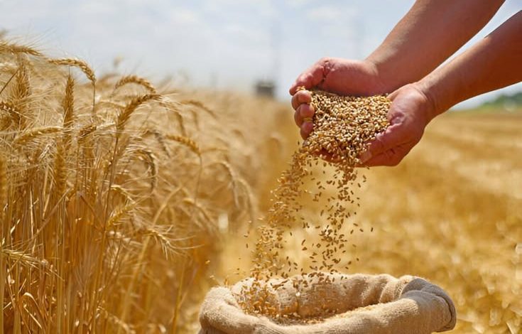 wheat varieties in india
