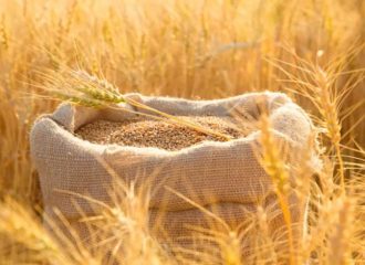 wheat varieties in india