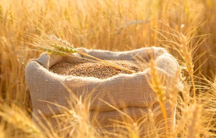 wheat varieties in india