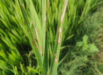 Common Paddy Fungal Diseases