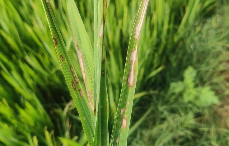 Common Paddy Fungal Diseases