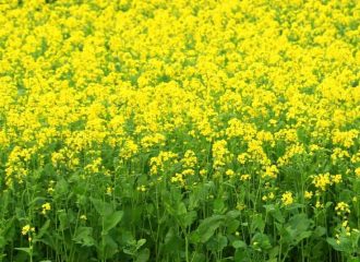Mustard Seeds