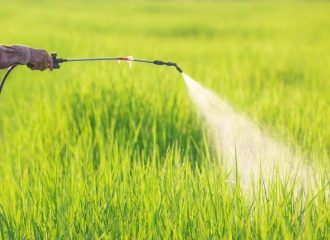 Best Herbicide for Wheat and Maize Crops