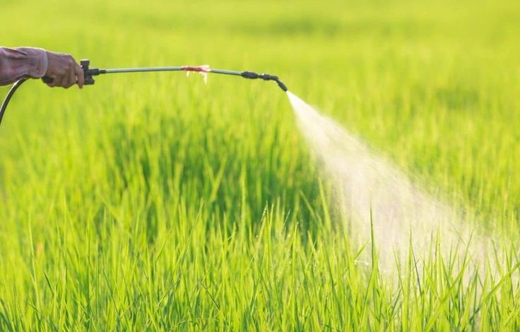 Best Herbicide for Wheat and Maize Crops