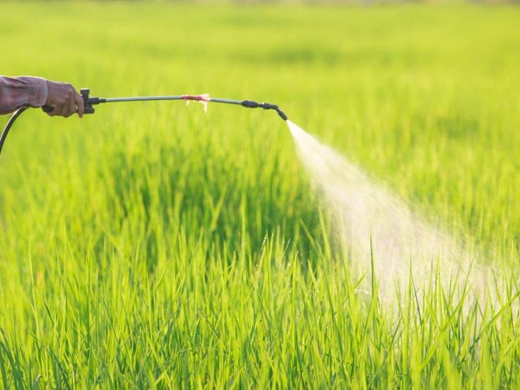 Best Herbicide for Wheat and Maize Crops