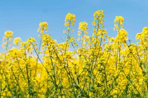 Mustard Crop