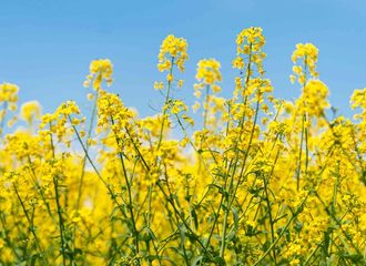 Mustard Crop
