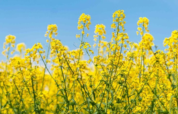 Mustard Crop