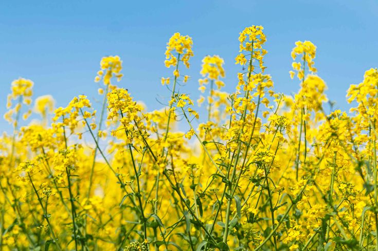 Mustard Crop